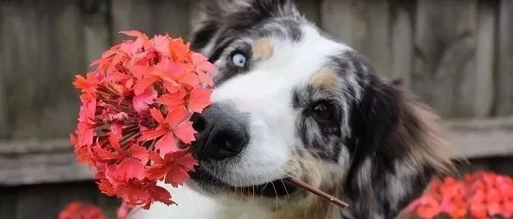 探讨 | 国外流行起来的宠物CBD，国内有的搞吗？