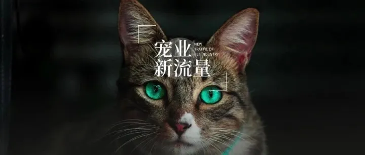 这五个宠物达人中，有一位达人专注宠物产品评测｜宠业新流量