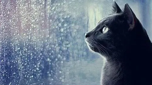 致宠物行业里碰运气的“创业者们”