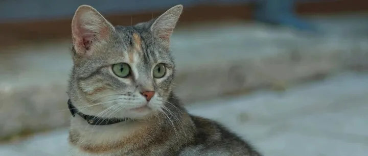 从美国养宠家庭支出变化，看美国宠物市场发展趋势...