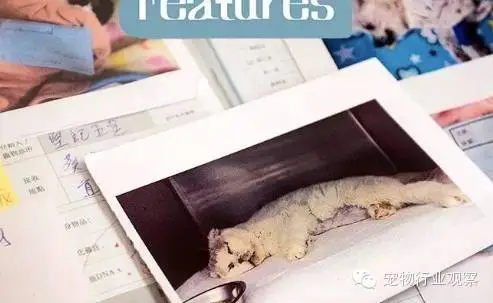 宠物殡葬行业一窥
