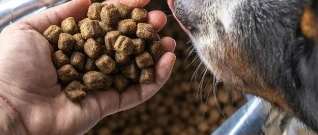 MarketPlace：宠物保健产品市场调研和趋势解读