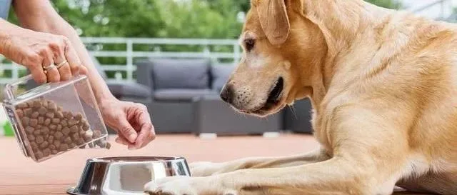 深消协实测了这10款狗粮，结果是这样的...