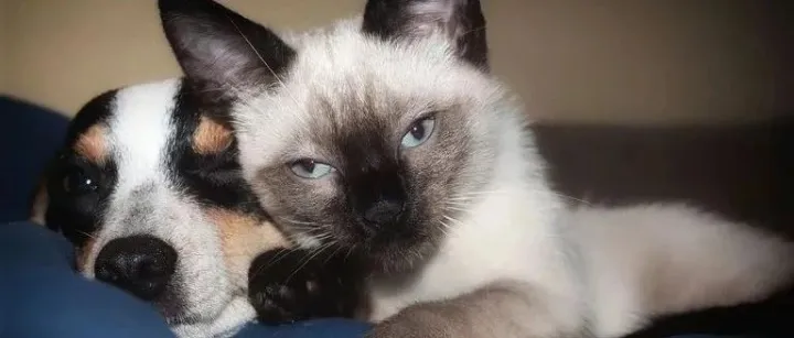 美国宠物鲜粮第一股Freshpet最近忙什么呢？