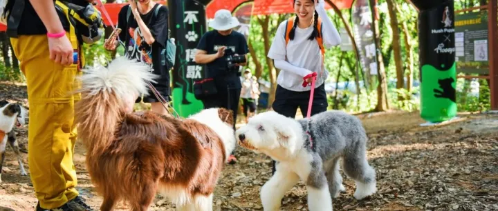 抓住宠物社交金钥匙，DoggyGo如何助力跨界品牌做好宠物营销？