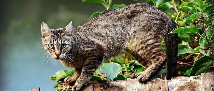 对比美股，我们是否低估了中宠、佩蒂的估值 | 天风证券（吴立/王聪）