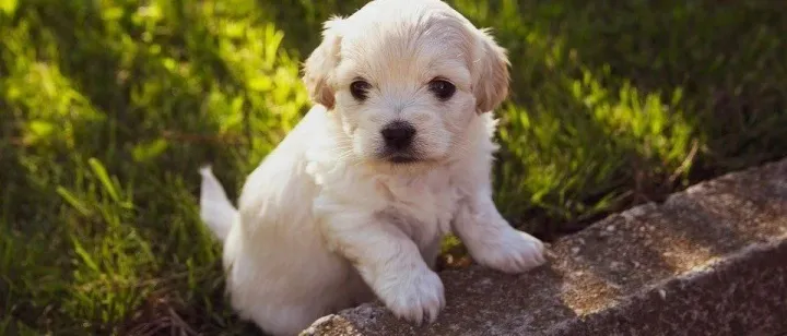 广州市区养“二胎狗”要罚款，大家怎么看｜围观