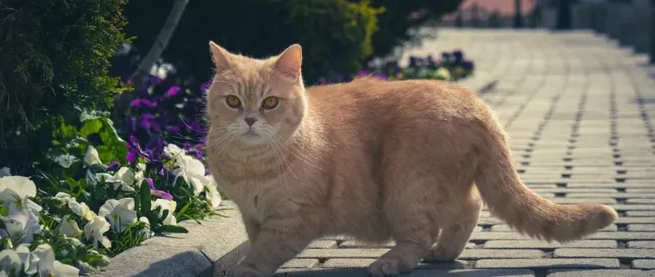 FDA官宣与AAFCO的协议终止，对宠物食品行业有何影响？