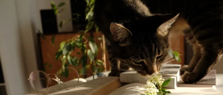 让宠物逆龄生长？这款即将上市的创新药是噱头，还是蜜糖？