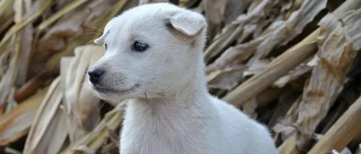 合肥将禁养中华田园犬，大家怎么看 | 围观