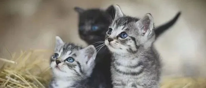 佩蒂Q1预告净利大增，今日开盘涨停收盘至5%