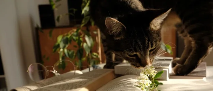 宠业观察 | 据说…去套路是今年双11各大电商平台的主旋律