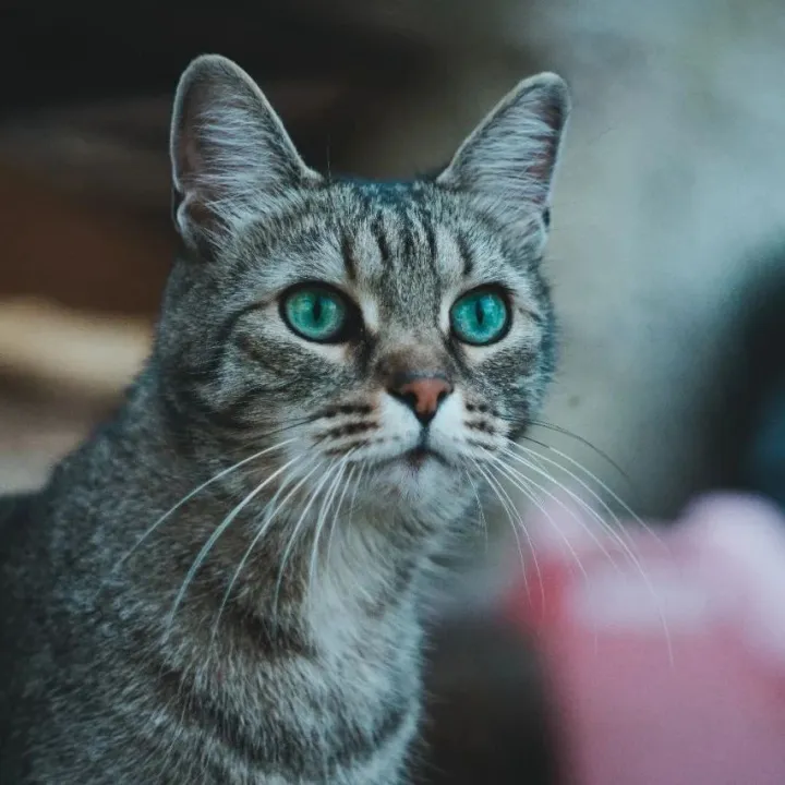 WSAVA更新犬猫绝育指南，人造蛋白肉宠物食品不断面世，全球宠物行业周报2024年7月22日