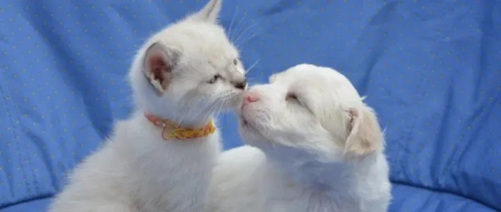 海外为大型犬研发的长寿药更新了动态