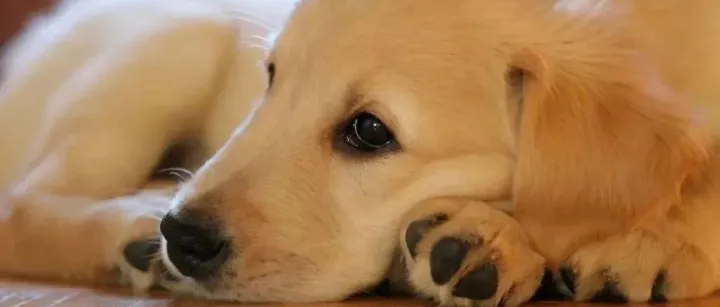 这些原材料，正在成为宠物品牌的心头好