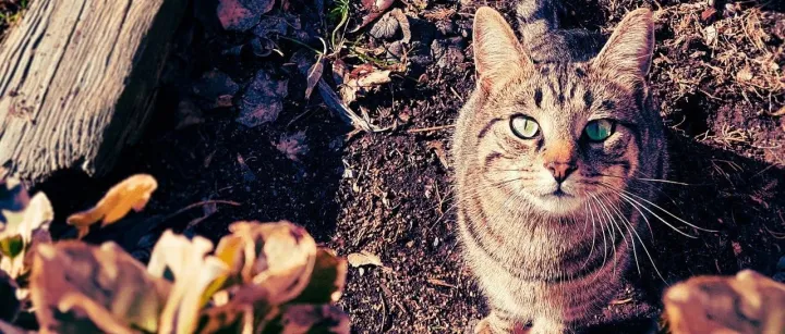 合纵or连横？瑞派牵手迈瑞医疗的背后，还有哪些故事可以讲？