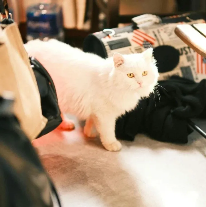 美国农业零售巨头进军宠物药品市场，欧洲宠食巨头IPN再次收购，全球宠物行业周报2024年10月28日