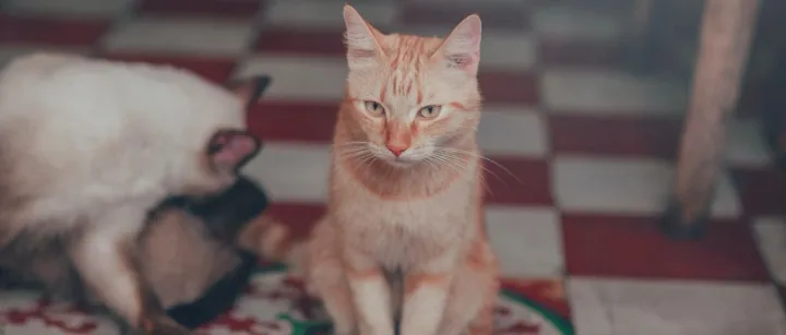 鱼油稀缺，藻油当兴？宠物保健品市场迎来新的故事