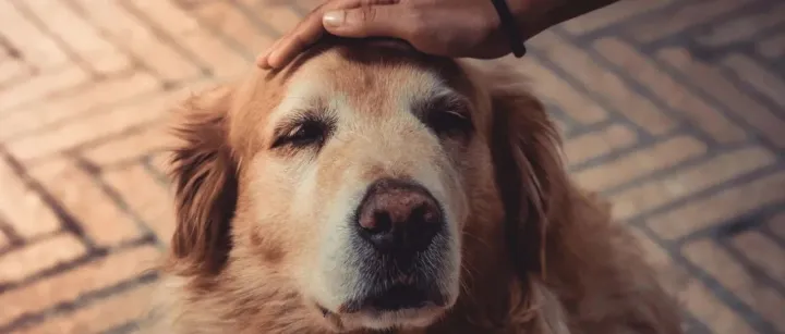 这份宠物洗护报告说，九成狗主愿意外出洗护，但猫主仅有…