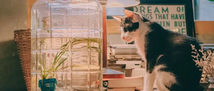 宠物医疗保健在中国：从营养保健到药品器械，国货市场份额迅速扩张丨宠物新国货品类破局