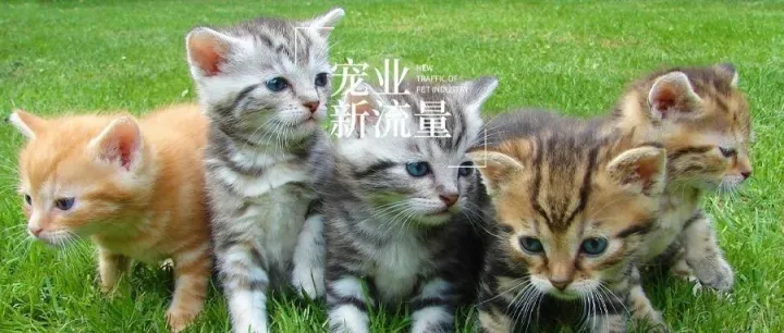 这五个宠物达人，加起来被点赞过亿｜宠业新流量