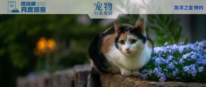 烘焙粮月度观察：原料&工艺持续升级，品类增长反哺市场新用户拓展