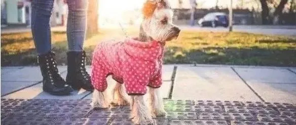 国外疫情期间“歪果仁”的遛狗“神操作” | 围观