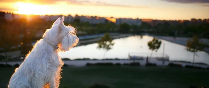 对于2023财年业绩，宠物行业上市公司们有着怎样的期望？