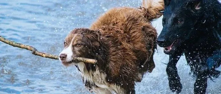2019年消费领域十大新赛道，宠物智能用品位居榜首