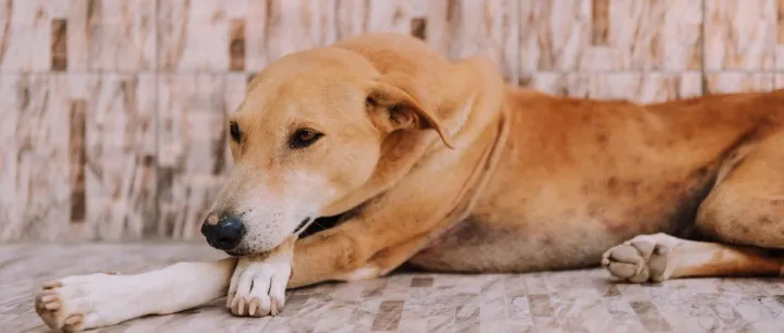 用人还是用机器？宠物智能用品的下一个风口，会是智能洗澡机吗？