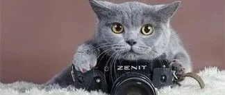 “云铲屎官”的福音，抗过敏猫粮是怎么让人类不再对猫过敏的