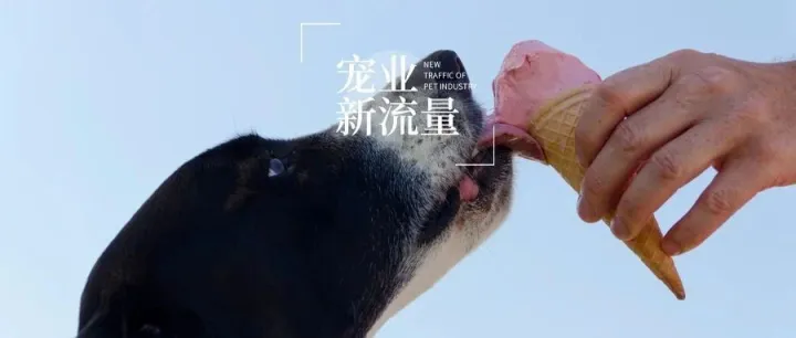 这五个宠物达人中，有一位有20000000+粉丝的金毛路虎｜宠业新流量