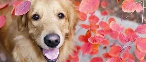 调研｜疫情中的进口宠物品牌现况：库存充足，物流承压