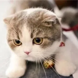 不到一年卖了23000台自动猫砂盆的Petree是怎么做到的 | 宠物新国货专栏