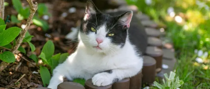 电商渠道上半年销售提振，河北南和宠物食品产业链迎来大变革？
