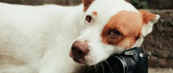 宠物新锐品牌当前趋势与品牌发展路径丨报告