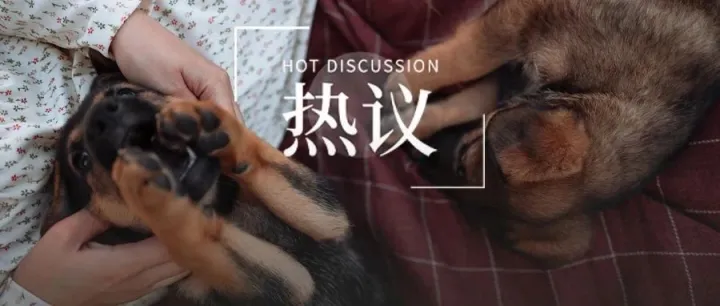 热议丨宠物品牌商标屡被抢注，你怎么看？