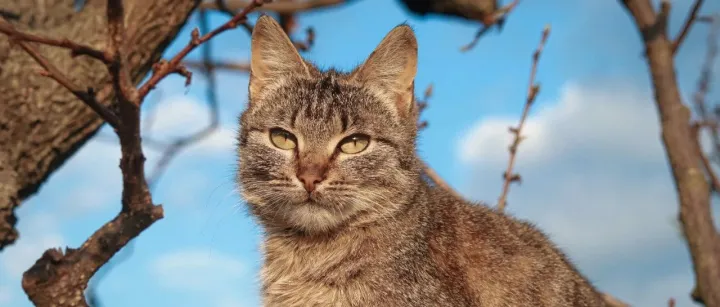 美宠物电商Chewy市占率超亚马逊，致胜奥秘是什么？