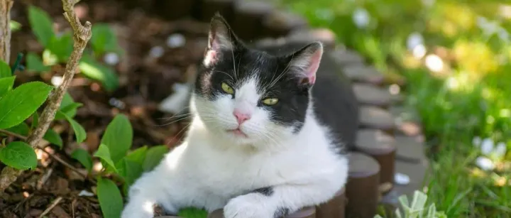 港口大罢工下的风暴：美国迎来宠物食品进出口供应危机