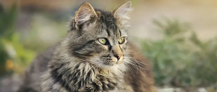 小米加码，oppo入局，美的退出，宠物智能市场风向往哪吹？