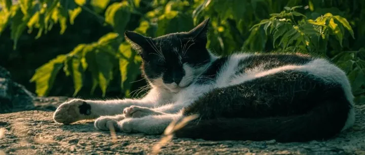 今年双11，宠物食品新工艺升级走向时代潮头