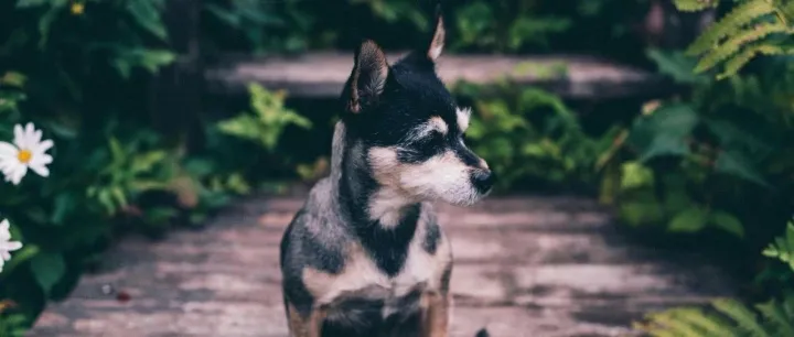 营收净利大增，宠物鲜粮第一股Freshpet披露最新财报