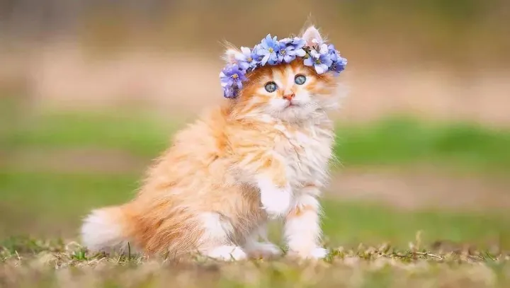 宠物行业预言一：连锁便利店下一个犬猫粮销售渠道阵地