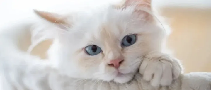 在潮流电商平台做宠物品牌，是个可选项嘛？