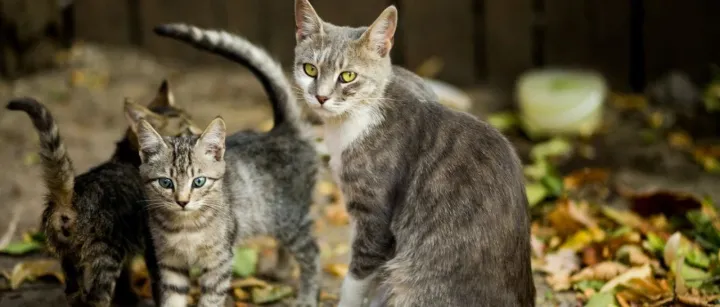 从最新宠物上市公司财报，看当前行业的几个变化