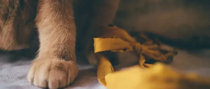 宠物品牌们还能和谁联名？