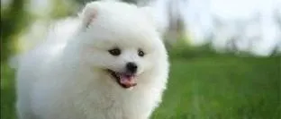 渴望夺冠猫粮榜，伯纳天纯超皇家夺狗粮榜第一 | 京东宠物618最新战报