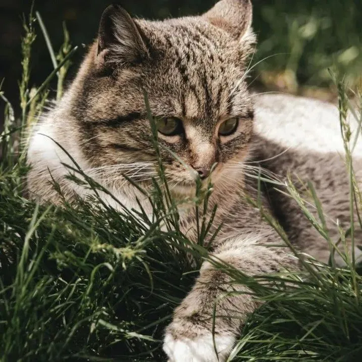 宠业新声浪丨全国人大代表：爱护动物教育可以遏制校园暴力犯罪倾向