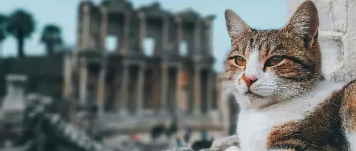 台湾宠物食品市场规模逼近10亿美元关口，靠什么增长？