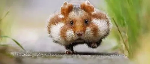 十几块钱买来的仓鼠生病了，治还是不治？